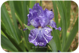 Border bearded iris Batik