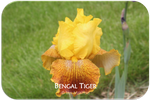 Tall bearded iris Bengal Tiger