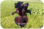 Big Apple