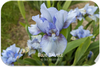 Blue Bauble
