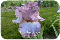 Blue Persuasion