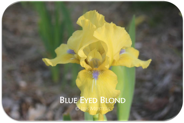 Intermediate bearded iris Blue Eyed Blond