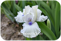 Bluebeard's Ghost
