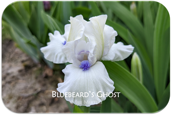 Bluebeard's Ghost