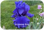 Blueberry Bliss