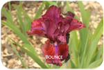 Intermediate bearded iris Bounce