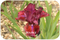 Intermediate bearded iris Bounce