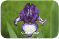 Intermediate bearded iris Carriwitched