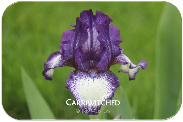 Intermediate bearded iris Carriwitched