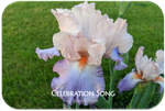 Celebration Song
