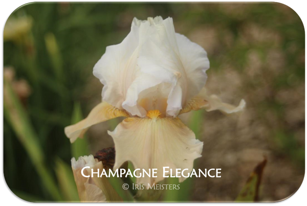 Tall bearded iris Champagne Elegance