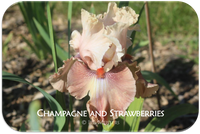 Tall bearded iris Champagne and Strawberries