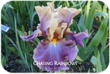 Chasing Rainbows