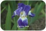 Standard Dwarf Bearded iris Crystal Ship