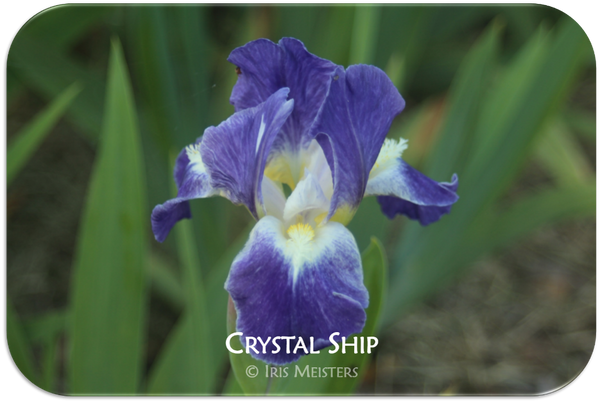 Standard Dwarf Bearded iris Crystal Ship