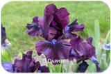 SDB Collection of 12 - 2026