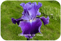 Daughter of Stars
