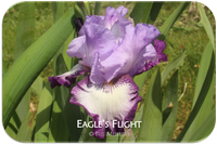 Tall bearded iris Eagle's Flight