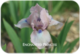 Standard Dwarf Bearded iris Enchanted Princess