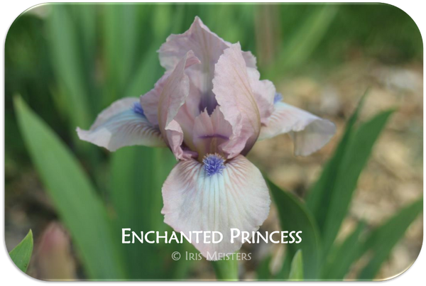 Standard Dwarf Bearded iris Enchanted Princess