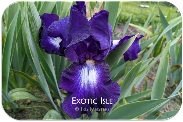 Tall Bearded Iris (Iris 'Cold as Ice') in the Irises Database 