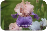 Tall bearded iris Florentine Silk