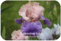 Tall bearded iris Florentine Silk