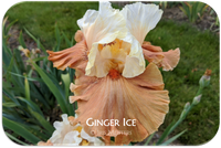 Ginger Ice