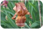 Tall bearded iris Gingersnap