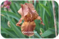 Tall bearded iris Gingersnap