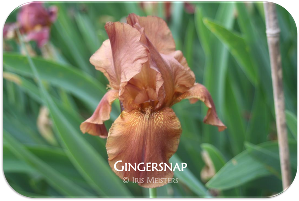 Photo of the bloom of Tall Bearded Iris (Iris 'Ginger Ice') posted by  tveguy3 