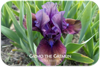 Gizmo the Gremlin