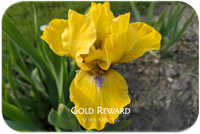 Gold Reward