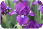 Standard Dwarf Bearded iris Heather Carpet