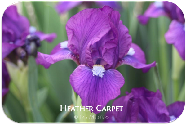 Standard Dwarf Bearded iris Heather Carpet