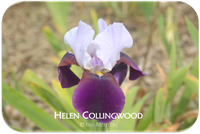 Helen Collingwood