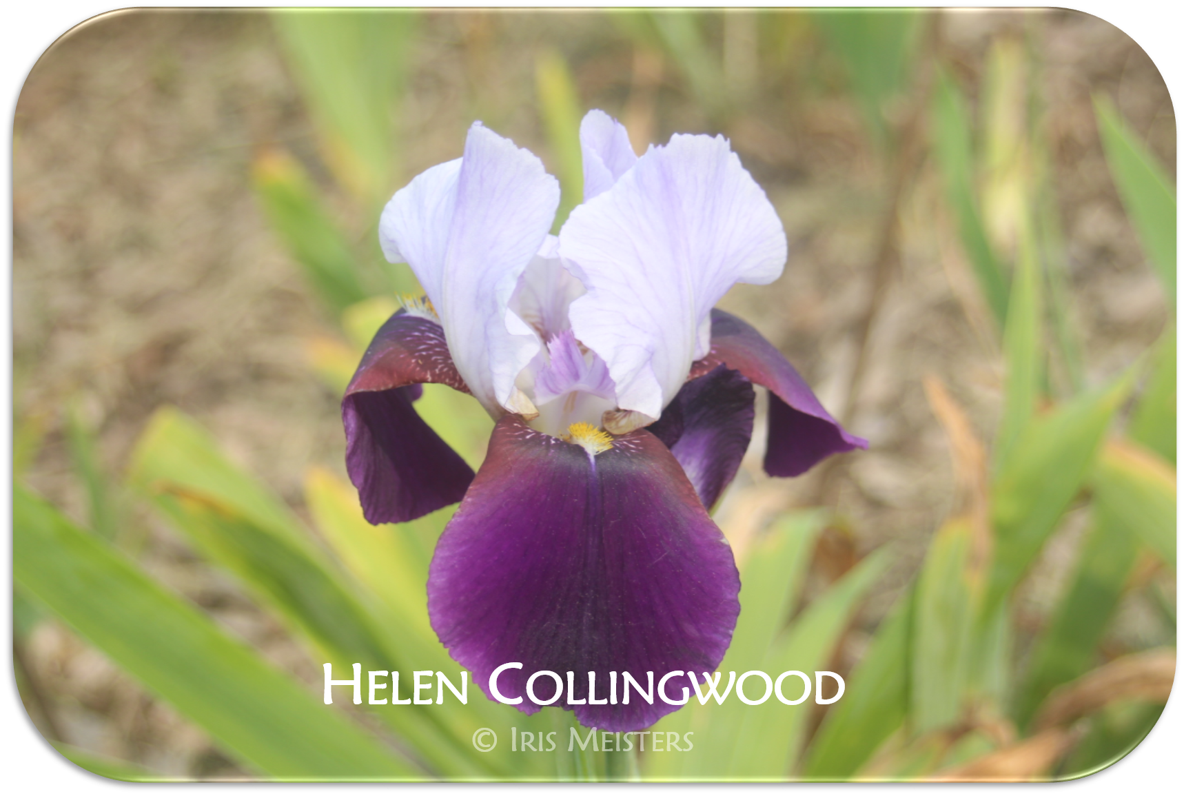 Helen Collingwood Iris Meisters