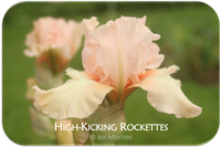 High-Kicking Rockettes
