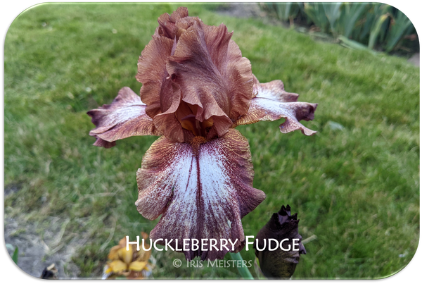 Huckleberry Fudge