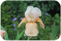 Invitation
