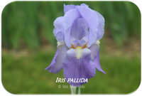 Tall bearded iris Iris pallida