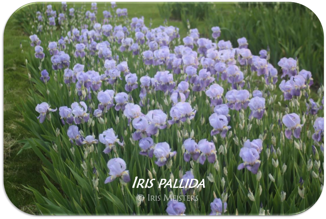 Iris pallida – Iris Meisters