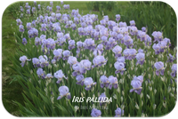 Tall bearded iris Iris 