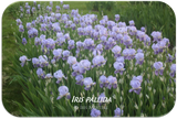 Tall bearded iris Iris 