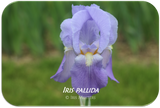 Tall bearded iris Iris pallida