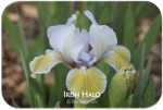 Standard Dwarf Bearded iris Irish Halo
