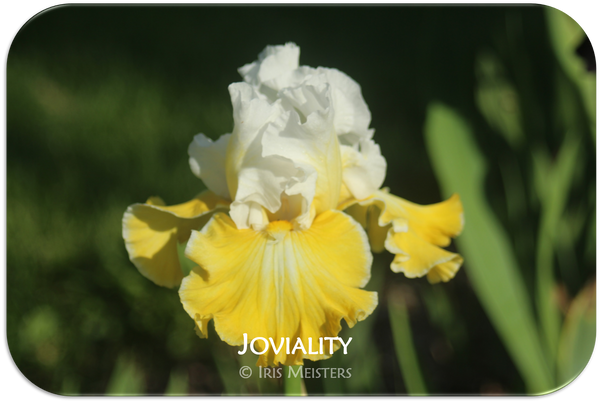 Tall bearded iris Joviality