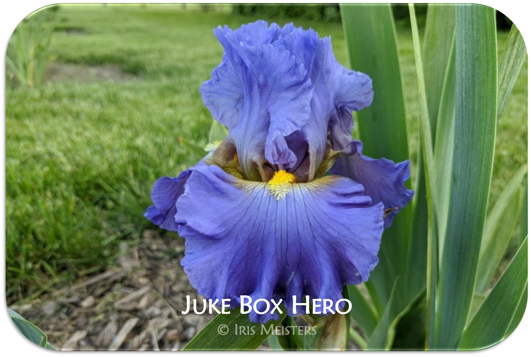 juke-box-hero-iris-meisters