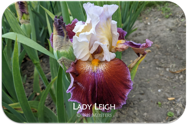 Lady Leigh