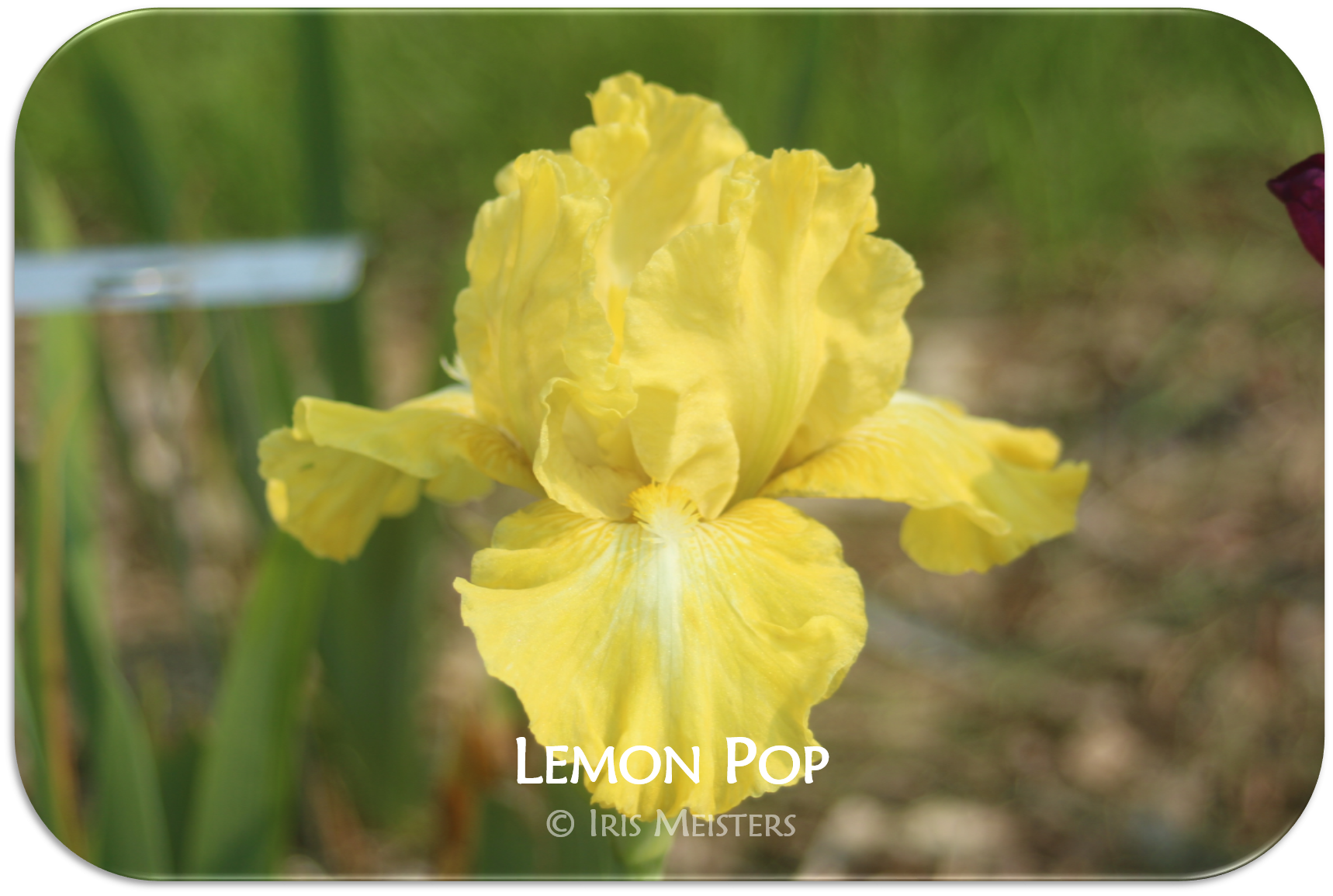 Lemon Pop Iris Meisters